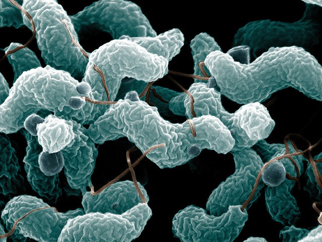 Campylobacter jejuni